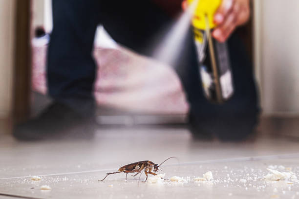 Wasp Removal Services in New Middletown, OH