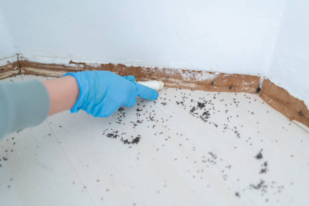Best Spider Control Near Me  in New Middletown, OH